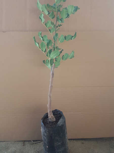 KEÇİBOYNUZU FİDANI